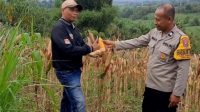 Polisi Pantau Tanaman Jagung Petani Jelang Panen
