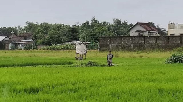Hadapi Kemarau Lebih Pendek, Dispertabun Kabupaten Kediri Sarankan Optimalkan Pompa Air dan Jaringan Irigasi