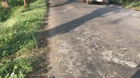 Bangkai Ayam Berserakan di Jalan Nganjuk, Meresahkan Pengendara