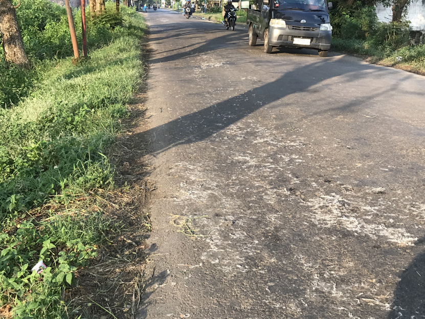 Bangkai Ayam Berserakan di Jalan Nganjuk, Meresahkan Pengendara