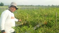 Petani Cabai Keluhkan Pethek selama Kemarau Basah