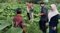 Dispertabun Kabupaten Kediri Edukasi Petani Tembakau Terkait Perubahan Cuaca fari BMKG