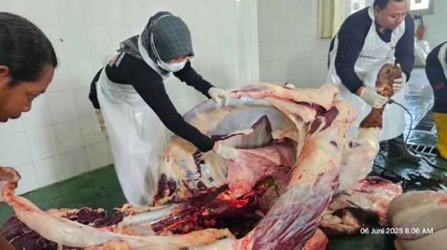 Daging Hewan Kurban Diperiksa secara Maraton