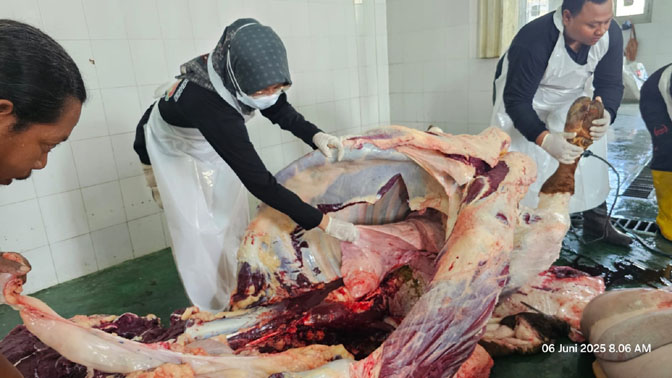 Daging Hewan Kurban Diperiksa secara Maraton