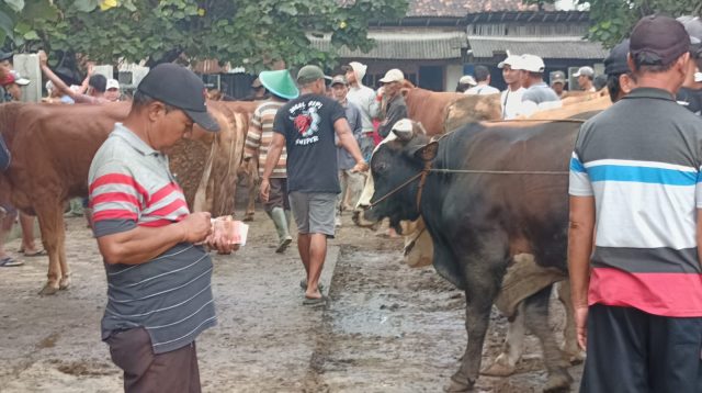H-2 Idul Adha, Harga Jual Sapi di Pasar Hewan Ponorogo Merosot