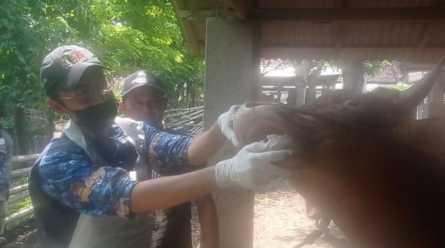 DKPP Kabupaten Kediri Periksa Hewan Ternak dan Pastikan Kesehatan Hewan untuk Kurban Sehat