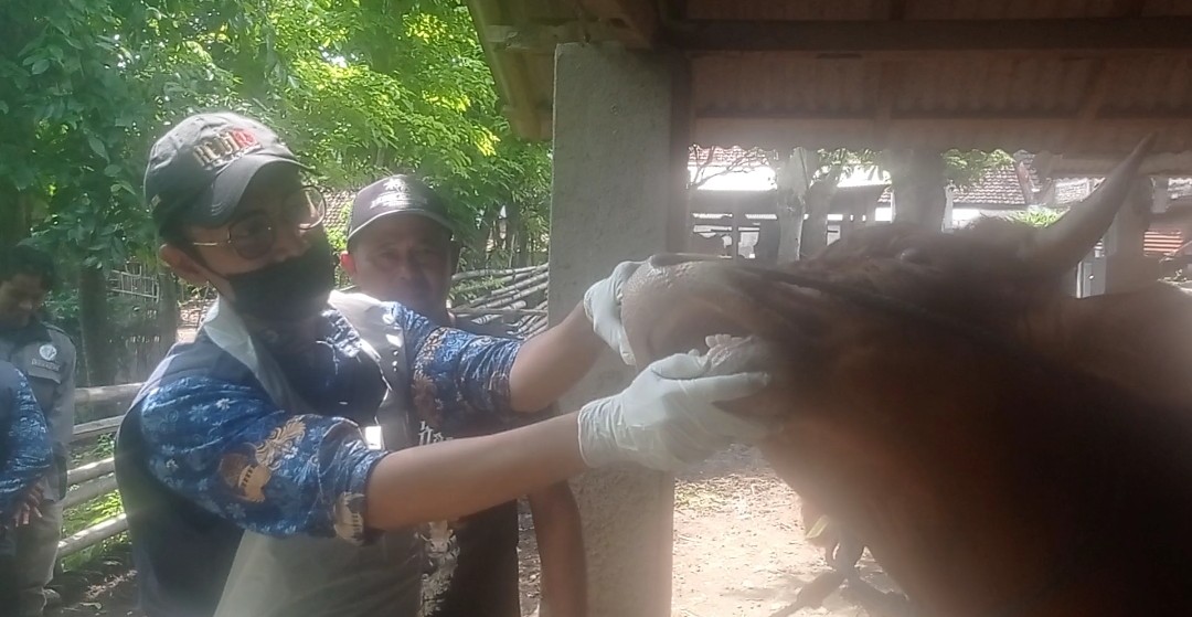 DKPP Kabupaten Kediri Periksa Hewan Ternak dan Pastikan Kesehatan Hewan untuk Kurban Sehat