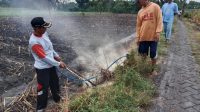 Petani Kedungsari Berburu Tikus Bareng Dinas