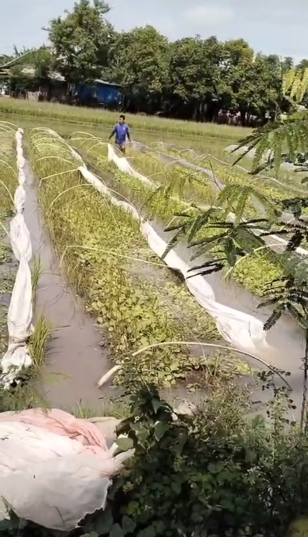 Usia Satu Bulan, Tanaman Tembakau di Jati Kediri Terendam Air Hujan