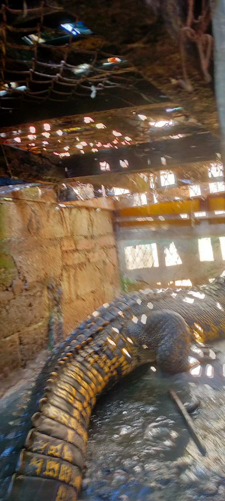 Geger Buaya Piaraan Warga Blitar Semakin Besar, Damkar Tak Berani Evakuasi