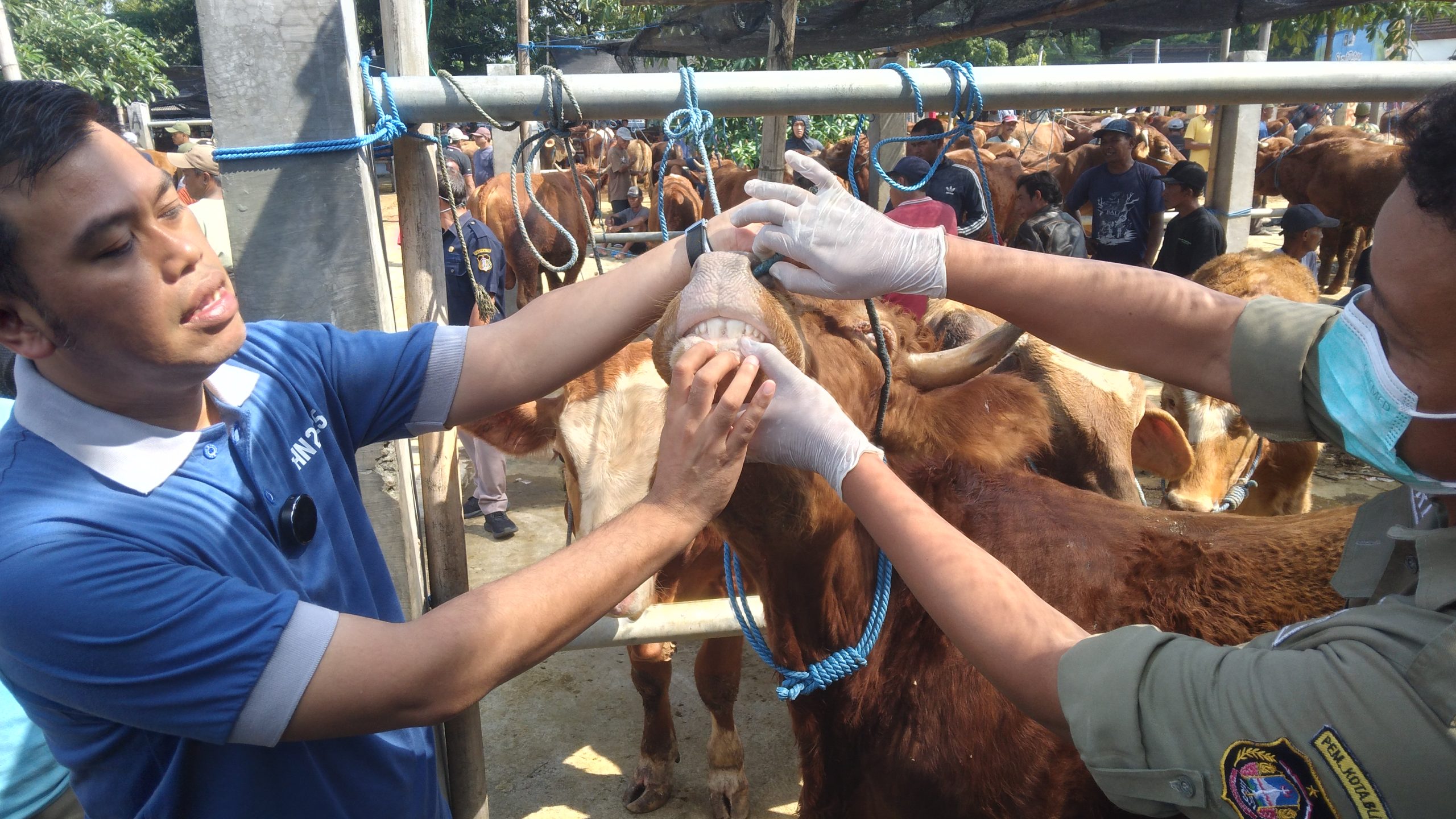 Ratusan Ekor Hewan Kurban di Blitar Terinfeksi Cacing Hati, Imbau Tak Dikonsumsi