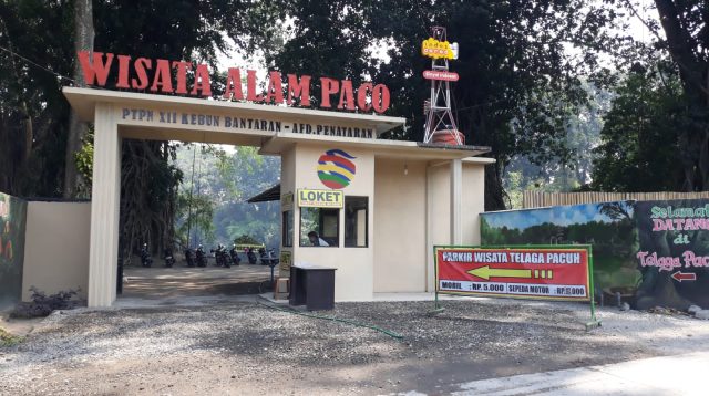 Asrinya Wisata Alam Telaga Paco Blitar Dikelilingi Pohon Karet Dekat Lereng Gunung Kelud
