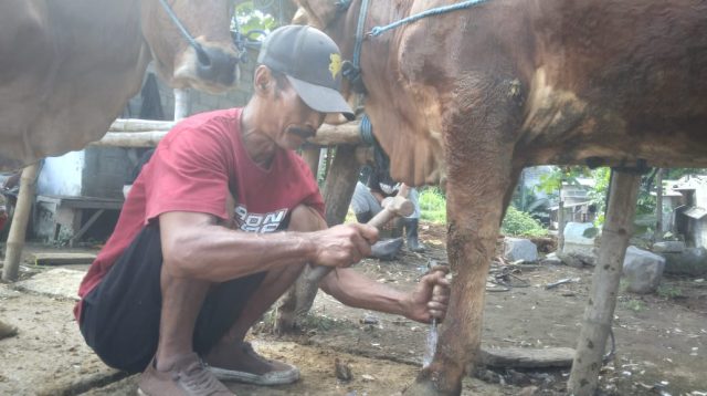 Jelang Kurban, Tukang Salon Sapi di Blitar Kebanjiran Order, Sehari Bisa Percantik 15 Hewan Kurban