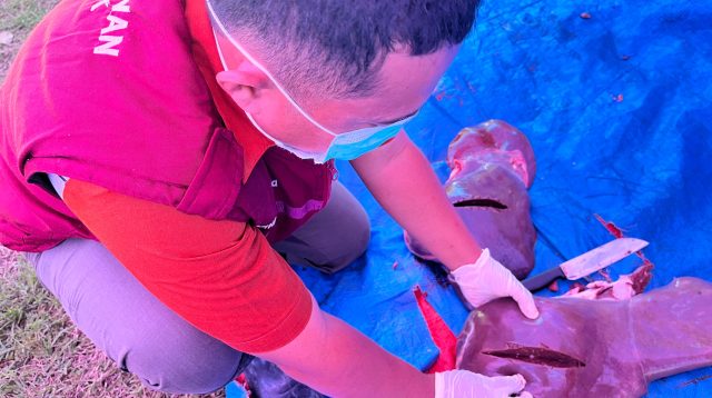 Daging Kurban Hasil Penyembelihan di Masjid Al Islah Jatirejo Nganjuk Dinyatakan ASUH