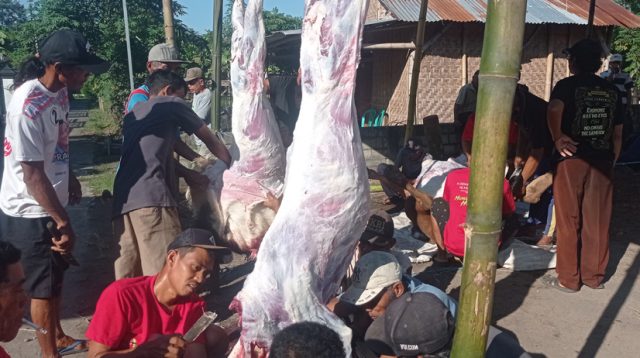 Jamaah Musala Al Halim Dedehan Jemekan Ringinrejo Sembelih 1 Sapi dan 2 Ekor Kambing