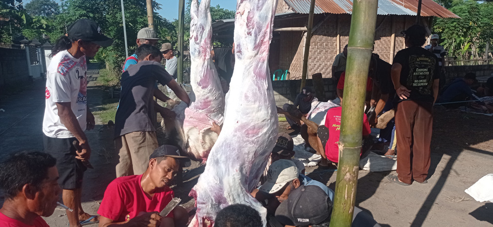 Jamaah Musala Al Halim Dedehan Jemekan Ringinrejo Sembelih 1 Sapi dan 2 Ekor Kambing