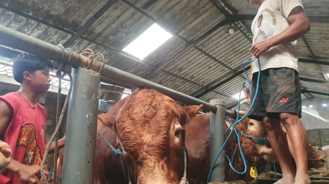 Harga Sapi Naik Tiga Kali Lipat, Peternak di Tulungagung Malah Mengeluh Penjualan Lembu Menurun