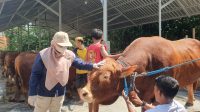 Sapi Bejo Asal Tulungagung Seberat 1,50 Ton Dibeli Presiden Prabowo, Ini Lokasi Penyembelihannya