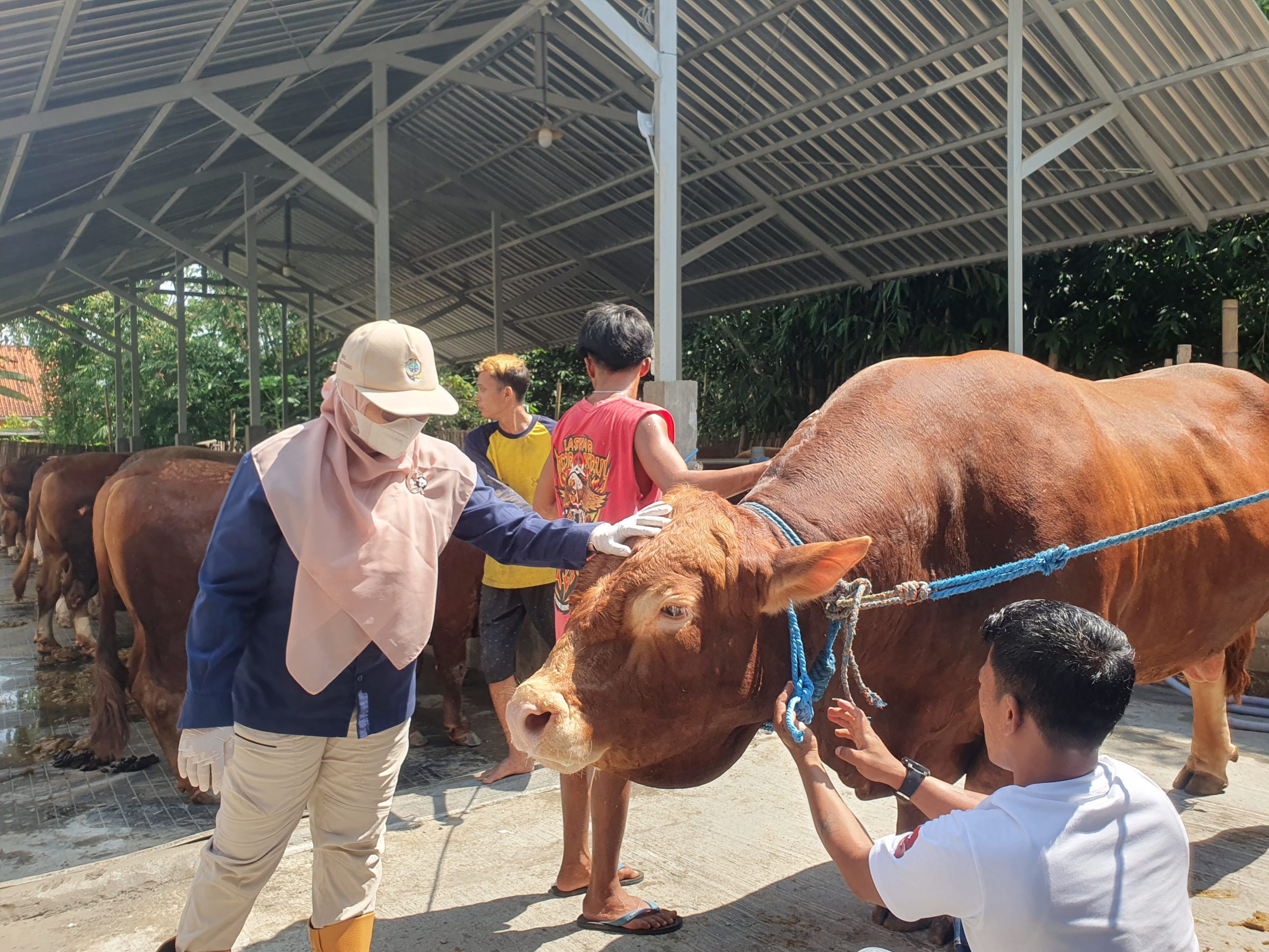 Sapi Bejo Asal Tulungagung Seberat 1,50 Ton Dibeli Presiden Prabowo, Ini Lokasi Penyembelihannya