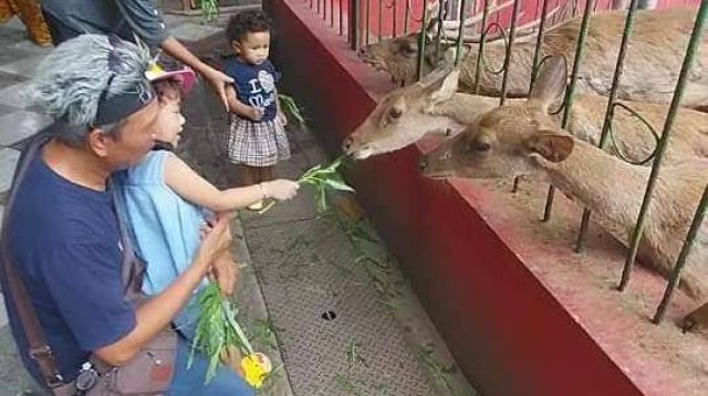 Kebonrojo, Kebun Binatangnya Kota Blitar, Koleksi Binatang Langka dan Gratis Pol