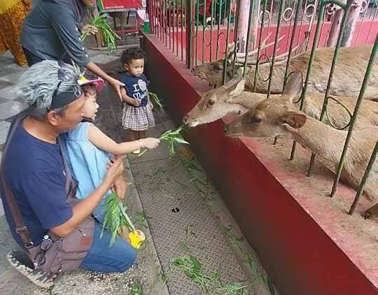 Kebonrojo, Kebun Binatangnya Kota Blitar, Koleksi Binatang Langka dan Gratis Pol