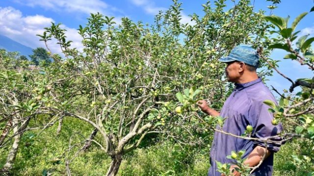 Petani Apel Kota Batu Mulai Alih Fungsi Lahan, Pohon Tua Ditebang, Sayuran jadi Alternatif