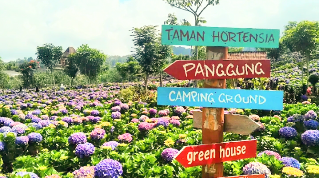 Hamparan Bunga Hortensia di Dusun Kuliner Kota Batu, Sensasi Liburan Keluarga Rasa Lokal Memanjakan Mata