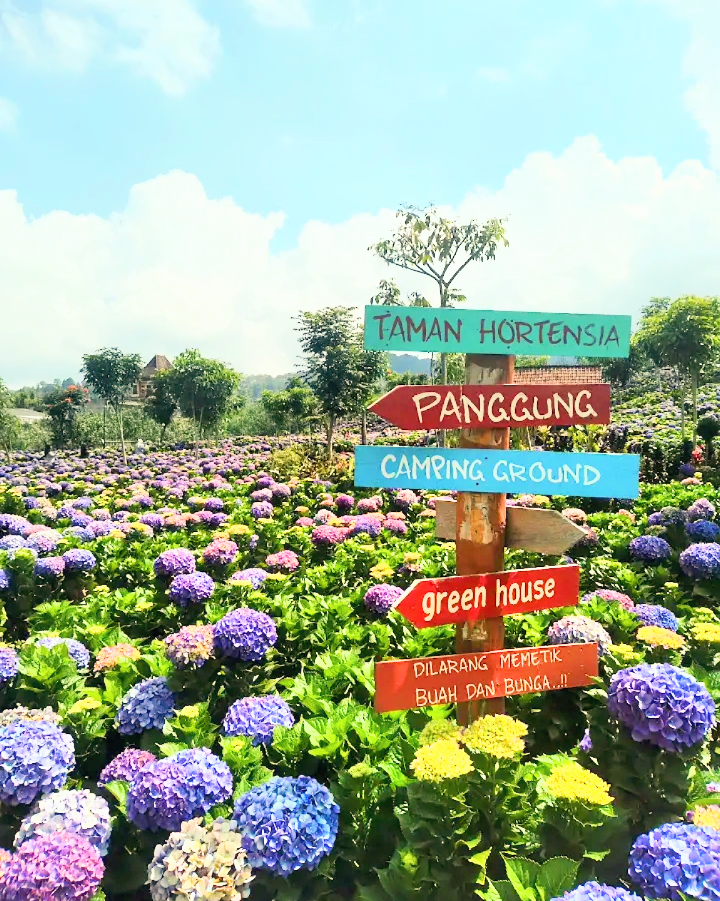 Hamparan Bunga Hortensia di Dusun Kuliner Kota Batu, Sensasi Liburan Keluarga Rasa Lokal Memanjakan Mata