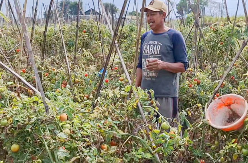 Harga Tomat Melonjak Tinggi di Kota Batu Tembus Rp23 Ribu