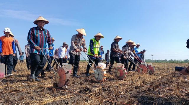 Dukung Ketahanan Pangan, Polres Lamongan Tanaman Jagung di Lahan Baku Sawah 10 Hektare