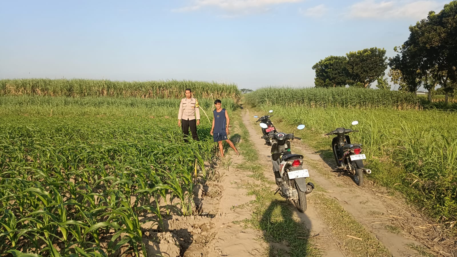 Bhabinkamtibmas Tosaren Cek Tanaman Jagung Warga, Dorong Ketahanan Pangan Lokal di Wilayah Kelurahan Tosaren