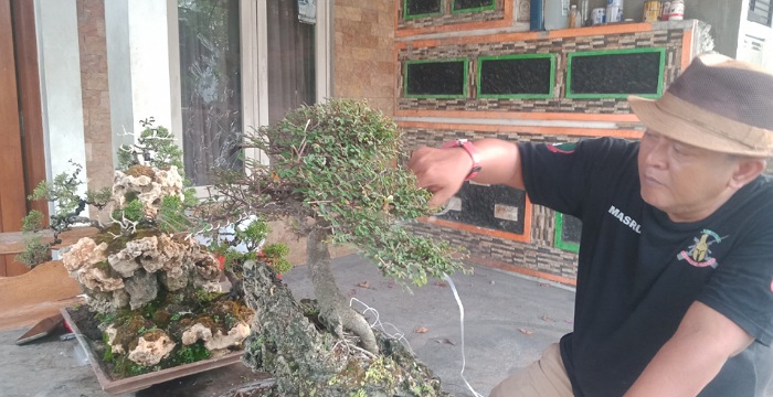 Perawatan detail dilakukan Masrur untuk mempertahankan estetika bonsai. (istimewa)