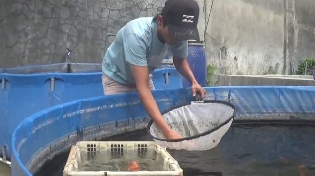 Hobi Jadi Rezeki, Pemuda Jombang Sukses Budidaya Ikan Koi dan Tamasaba
