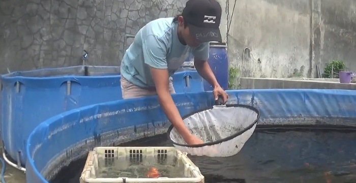 Hobi Jadi Rezeki, Pemuda Jombang Sukses Budidaya Ikan Koi dan Tamasaba