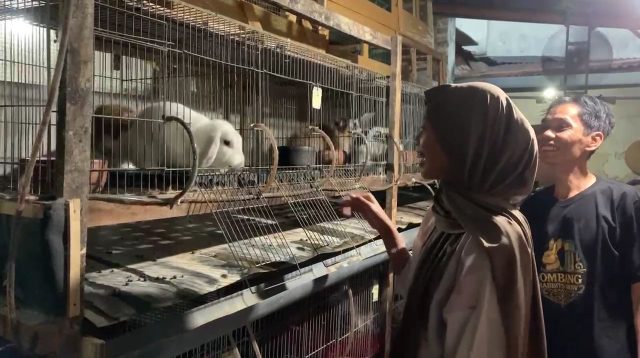 Berawal dari Hobi, Warga Jombang Sukses Beternak Kelinci Hias dan Pedaging