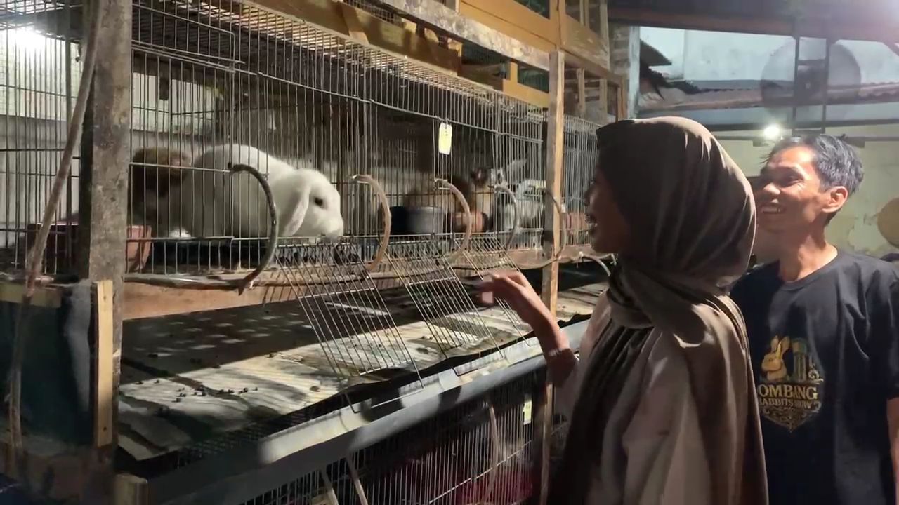 Berawal dari Hobi, Warga Jombang Sukses Beternak Kelinci Hias dan Pedaging