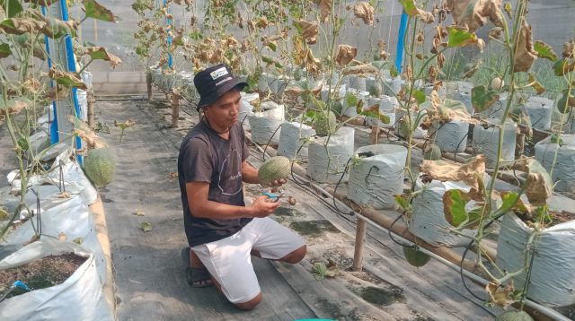 Maksimalkan Lahan, Petani Milenial Jombang Dulang Cuan dari Melon Premium
