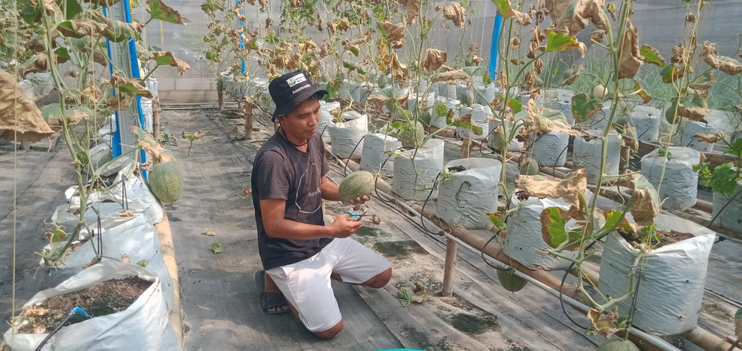 Maksimalkan Lahan, Petani Milenial Jombang Dulang Cuan dari Melon Premium