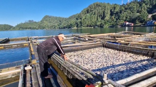 Puluhan Ribu Ikan Keramba di Telaga Ngebel Ponorogo Mati Mendadak, Petani Rugi Puluhan Juta Rupiah