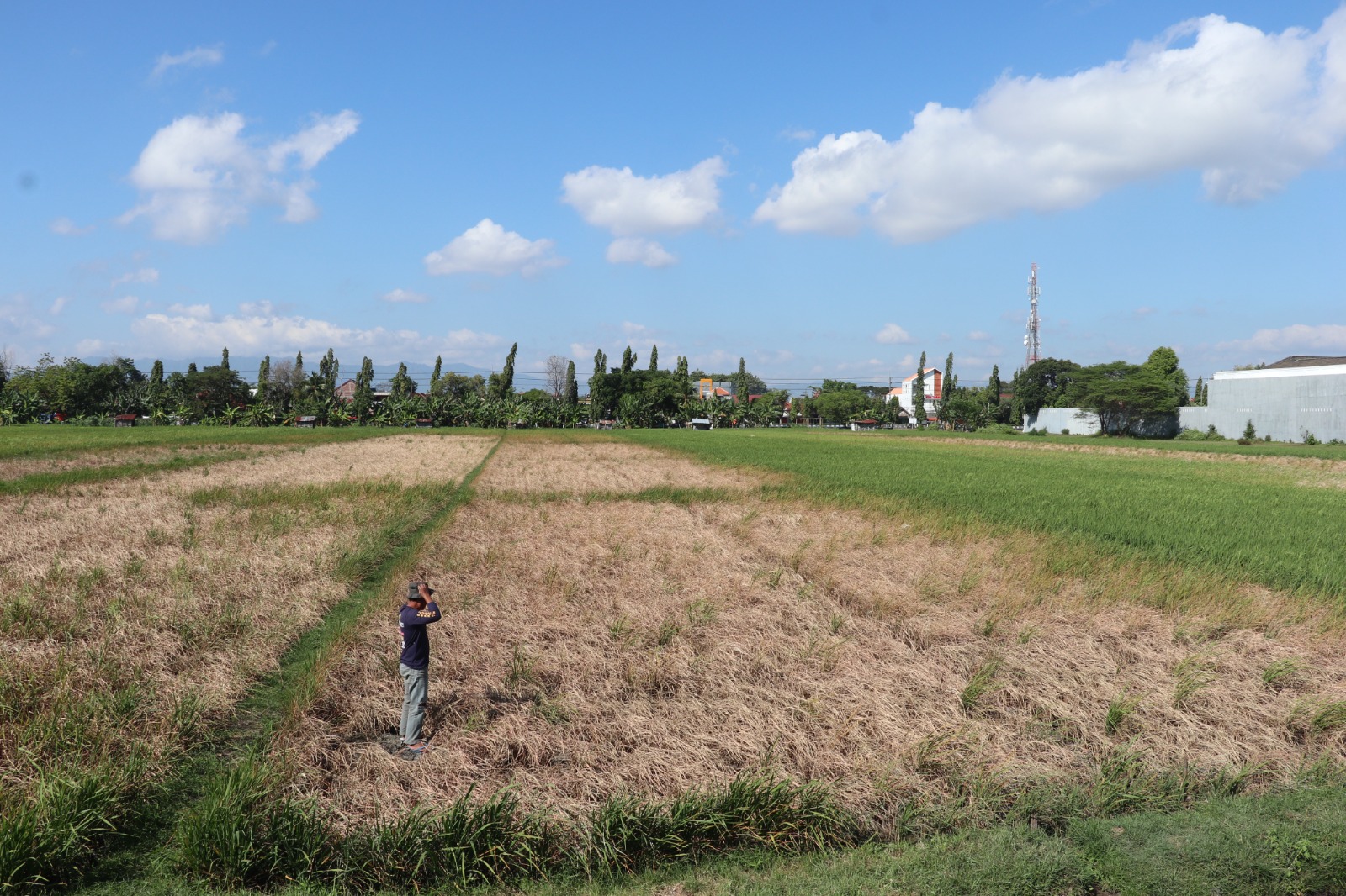 Puluhan Hektare Sawah di Ponorogo Terserang Hama Wereng, Dipertahankan Gelontorkan 300 Liter Pestisida