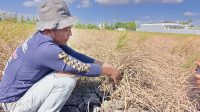 Hama Wereng Menyerang, Tidak Disangka Ini yang Petani di Ponorogo