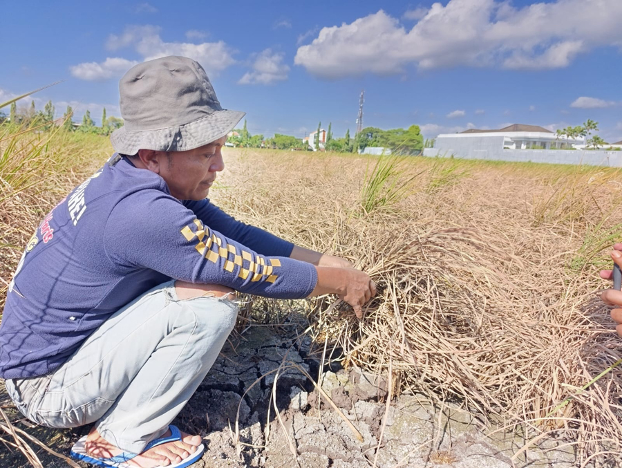 Hama Wereng Menyerang, Tidak Disangka Ini yang Petani di Ponorogo