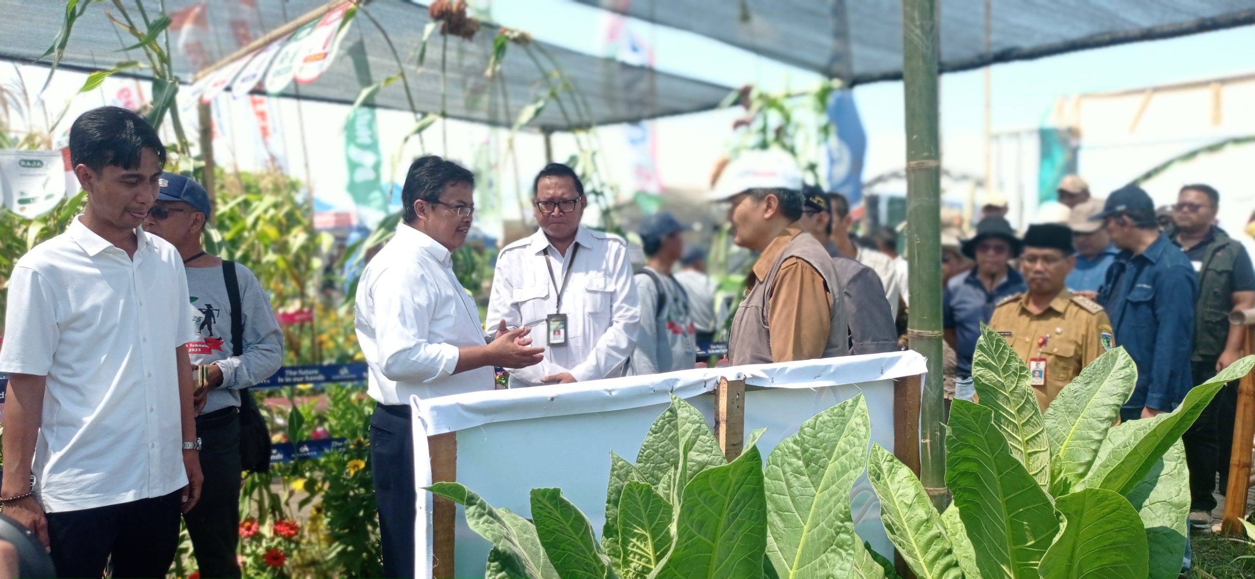 Pakar BRIN Sebut Tebu Varietas Panjalu I Kualitas Unggul