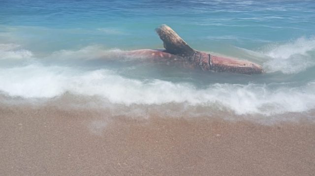 Hiu Tutul Raksasa Mati Terdampar di Pantai Pangi Blitar, Dievakuasi dan Dikubur