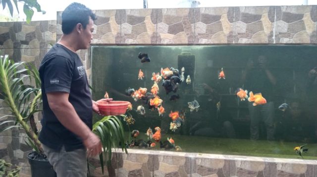 Ekspor ke Berbagai Negara, Target Produksi Ikan Hias 2025 di Tulungagung Meningkat
