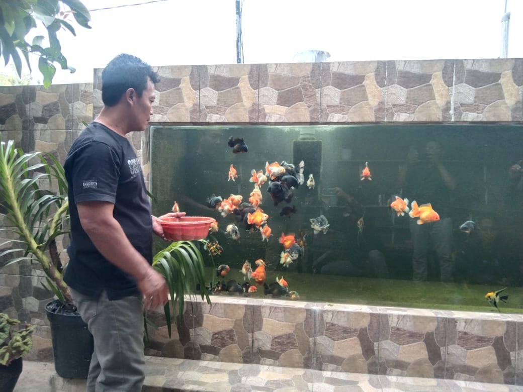 Ekspor ke Berbagai Negara, Target Produksi Ikan Hias 2025 di Tulungagung Meningkat