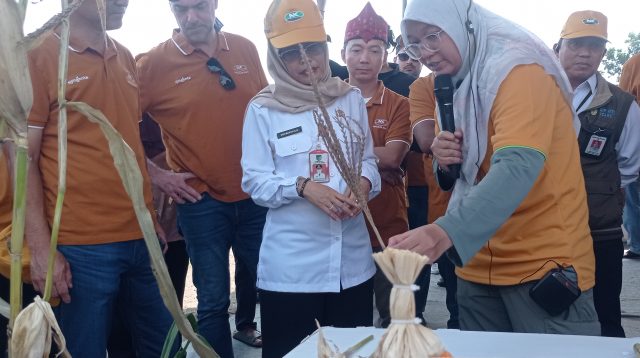 Wakil Bupati Kediri Hadiri Panen Perdana Jagung Syngenta NK Perkasa Sakti