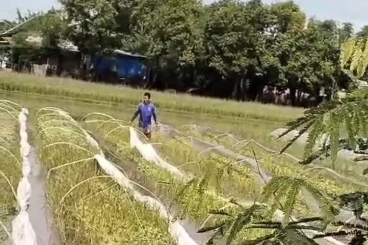 Dispertabun Kabupaten Kediri Gagas Adanya Embung Sekitar Tanaman Tembakau