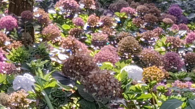 Cuaca Ekstrem, Petani Hortensia di Kota Batu Terancam Gagal Panen