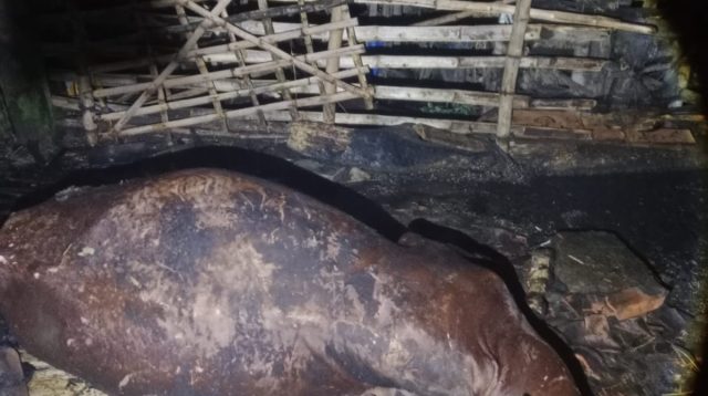 Sapi Terpanggang saat Kandang Terbakar